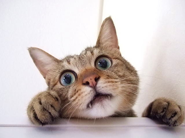 �Ǝ��h���C���擾���@�菇�摜
